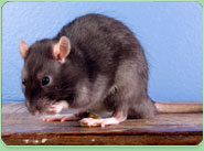 rat control Burnham