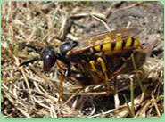 wasp control Burnham