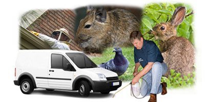 Burnham local van